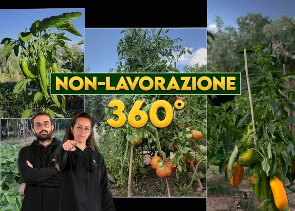 Orto Eterno: Non Lavorazione 360° – Rendita Agricola